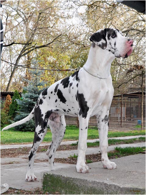 Euro harlequin great deals dane